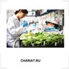 CHARIAT.RU
